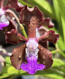 Vanda Paksorn  Fragrance  X  Mimi Palmer  BS Fragrant ORCHID. Orchids