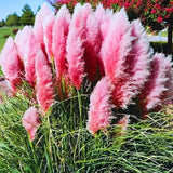 Pink Pampas Grass 100 Seeds Ð Ornamental Flower Grass for Garden & Landscaping Pampas Grass