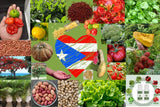 Semillas de Puerto Rico, High Quality Seeds, sofrito, hydroponic, garden, NonGMO Garden Plants