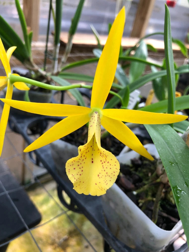 (660-2) Pcv.Key Lime Stars x Bc.Richard Mueller H & R    FS Orchids
