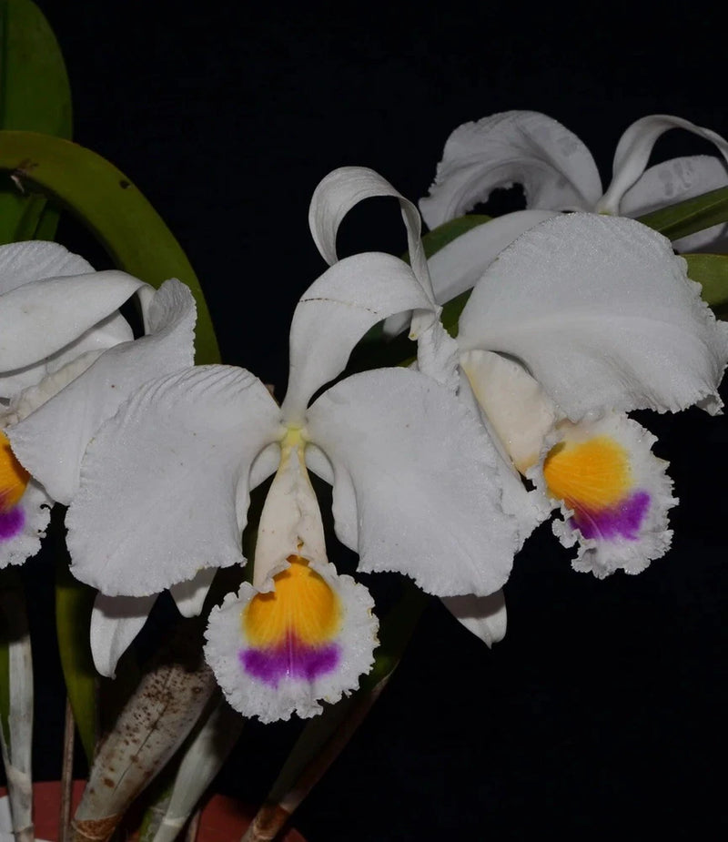 Semialba orchid flowers with white petals, yellow centers, and purple accents