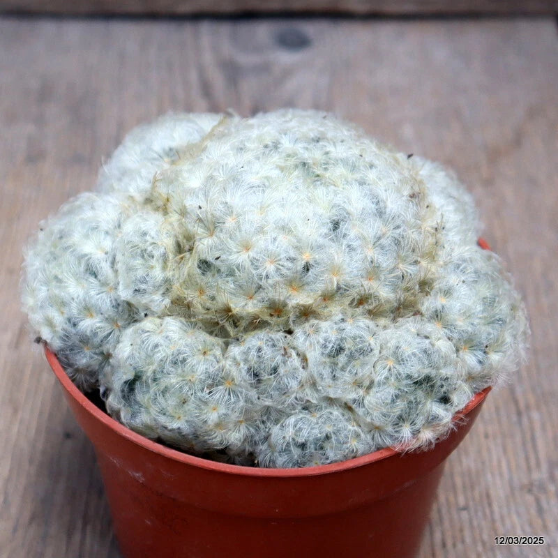 D2805 MAMMILLARIA PLUMOSA pot10,5-H8-W11 cm MaMa Cactus Green Plant
