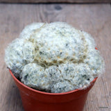 D2805 MAMMILLARIA PLUMOSA pot10,5-H8-W11 cm MaMa Cactus Green Plant
