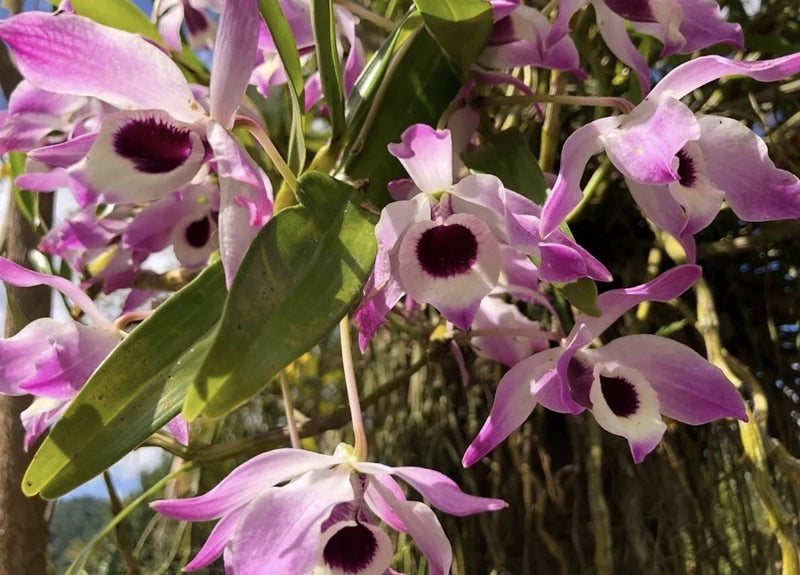 Rooted stem orchid with pink-purple blooms and dark centers, green leaves