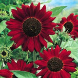 Flower Seeds:  Red Sun Sunflower Seeds 50 Seeds Fresh Seed Sunflower