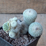 D6813 EPITHELANTHA MICROMERIS MONSTER pot7-H7-W8 cm MaMa Cactus Green Plant