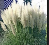 White Pampas Grass  - Cortaderia selloana - 3 Plugs Pampas Grass