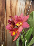 ORCHID LC. NEWBERRY GLOW x C. AURANTiACA Orchids
