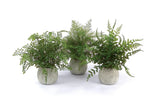 Melrose Potted Fern Plant in Grey Pot (Set of 3) Green Plant