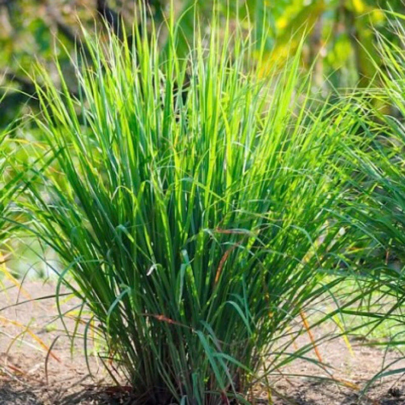 50+ Lemon Grass Seeds (Cymbopogon citratus) FRESH Non-GMO Garden Seeds - USA Garden Plants