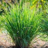 50+ Lemon Grass Seeds (Cymbopogon citratus) FRESH Non-GMO Garden Seeds - USA Garden Plants