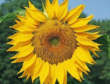 DWARF SUNSPOT SUNFLOWER SEEDS 30+ shorty 2 FT ANNUAL garden BEES Free Shipping Garden Plants