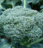 2000 SEEDS Waltham 29 Broccoli Seeds - NON-GMO Garden Plants