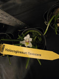 Holcoglossum flavescens, blooming size orchid species. Miniature. Orchids