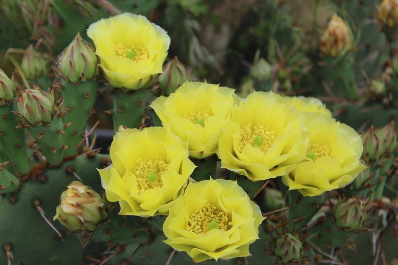 Winter Hardy Prickly Pear Cactus, Opuntia Gilvenscens, Pink Fruit!!! Flowering Plants