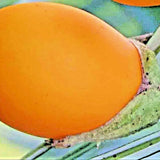 50+ GOLDEN EGGPLANT SEEDS RARE HEIRLOOM | NON-GMO | INDOOR HOUSEPLANT __ GARDEN Garden Plants