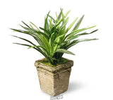 National Tree Company Indoor 9" Dracaena Plant Green Plant