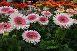 200+ Everglades Gerbera Daisy Seeds for Garden Planting - USA - FREE SHIPPING! Garden Plants