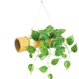 Home Decor Big Size Natural Money Plant with Hanging Hooks Pack of 1 Green Plant