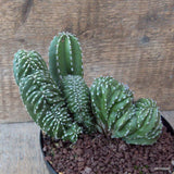 D7165 MARGINATOCEREUS MARGINATUS CRESTED pot14-H11-W15 cm MaMa Cactus Green Plant