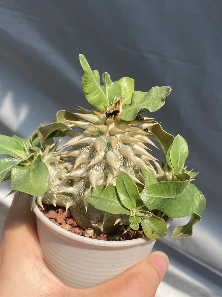 Pachypodium eburneum succulent in a small white ribbed pot with green leaves