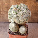 D5168 EPITHELANTHA UNGUISPINA CRESTED MONSTER pot7-H12-W10 cm MaMa Cactus Green Plant