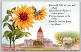 Postcard Sunflower, State Flower of Kansas D149 Sunflower