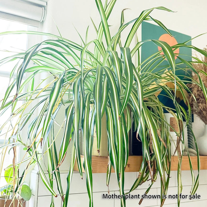 FULLY ROOTED Live Spider Plant  'Chlorophytum comosum' cuttings, Ready to plant Flowering Plants