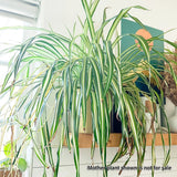 FULLY ROOTED Live Spider Plant  'Chlorophytum comosum' cuttings, Ready to plant Flowering Plants