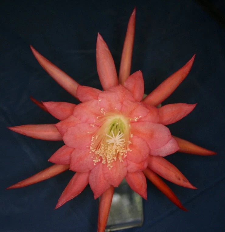 Blushing Star orchid cactus bloom with pink star-shaped petals and pale yellow center