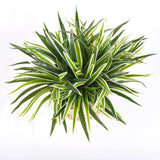 5 PCS Artificial Spider Plant Fake Greenery Realistic Chlorophytum Plants Ind... Green Plant