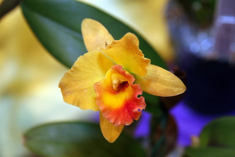 (709-1) Pot.Love Call ' Nora'       BS Orchids