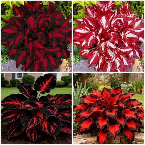 Mixed 300+ Hosta Seeds for Planting, Hostas Seeds Rare Perennial Under Trees & Lily
