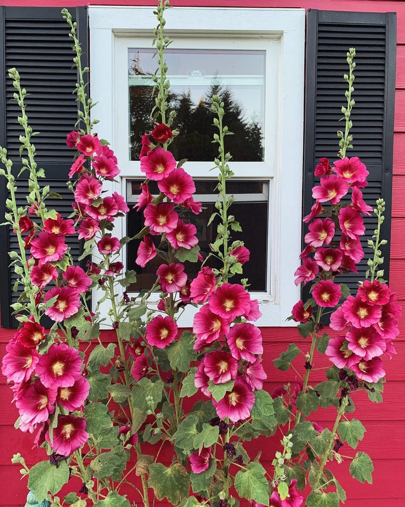 25 DARK RED HOLLYHOCK Alcea Rosea Flower Seeds Perennial *Flat S/H Flowering Plants