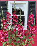 25 DARK RED HOLLYHOCK Alcea Rosea Flower Seeds Perennial *Flat S/H Flowering Plants