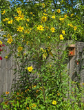 1 GRAM + Woodland Sunflower/NATIVE NE US/Helianthus Divaricus/ORGANIC Sunflower