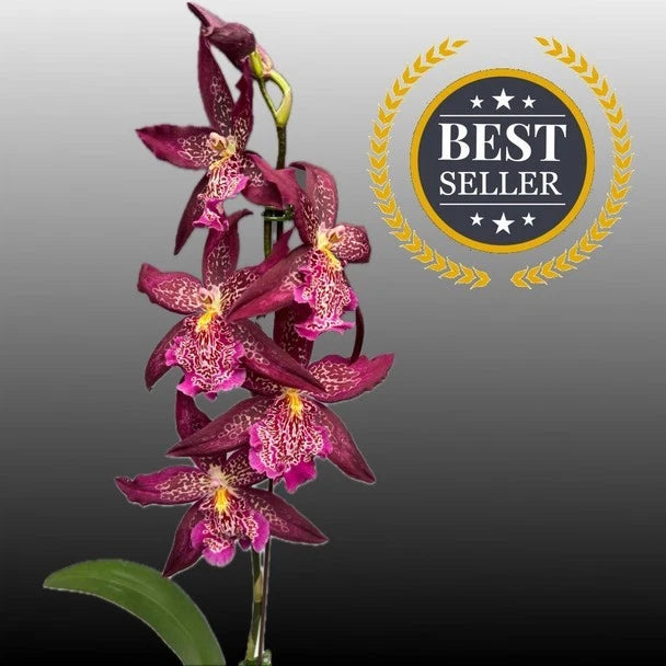 (747)Bllra Marfitch 'Howard's Dream '   AM/AOS Orchids