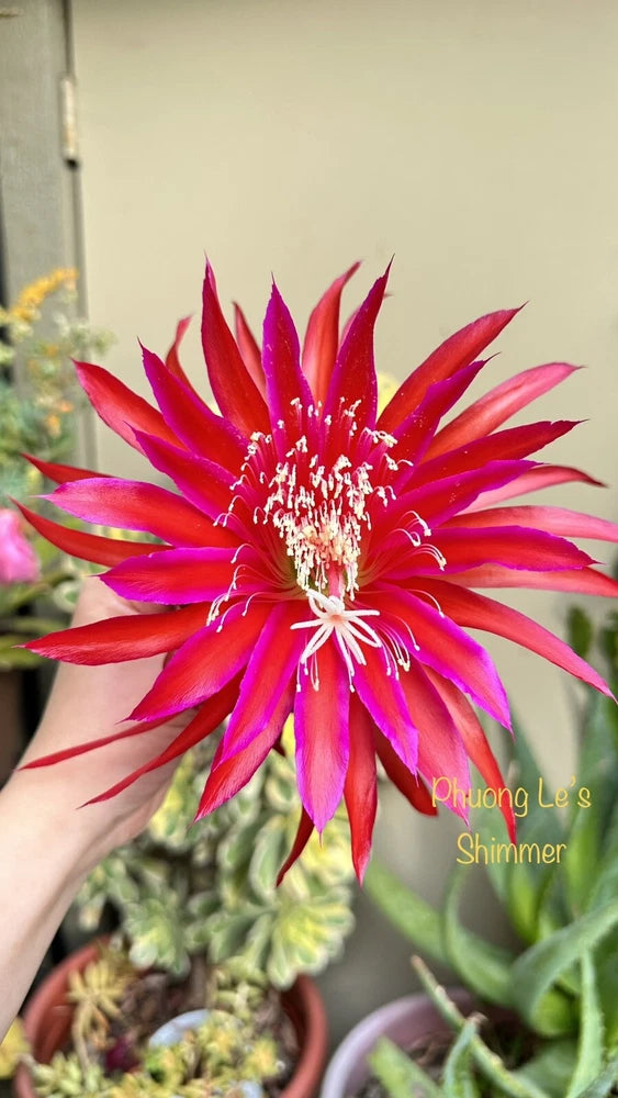 Epiphyllum orchid cactus cutting stem with bright magenta-red flower and green pads