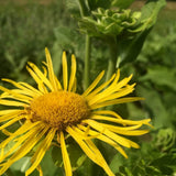 Elecampane Seeds (Inula helenium) ~Traditional Herb Perennial Pollinator Garden Garden Plants
