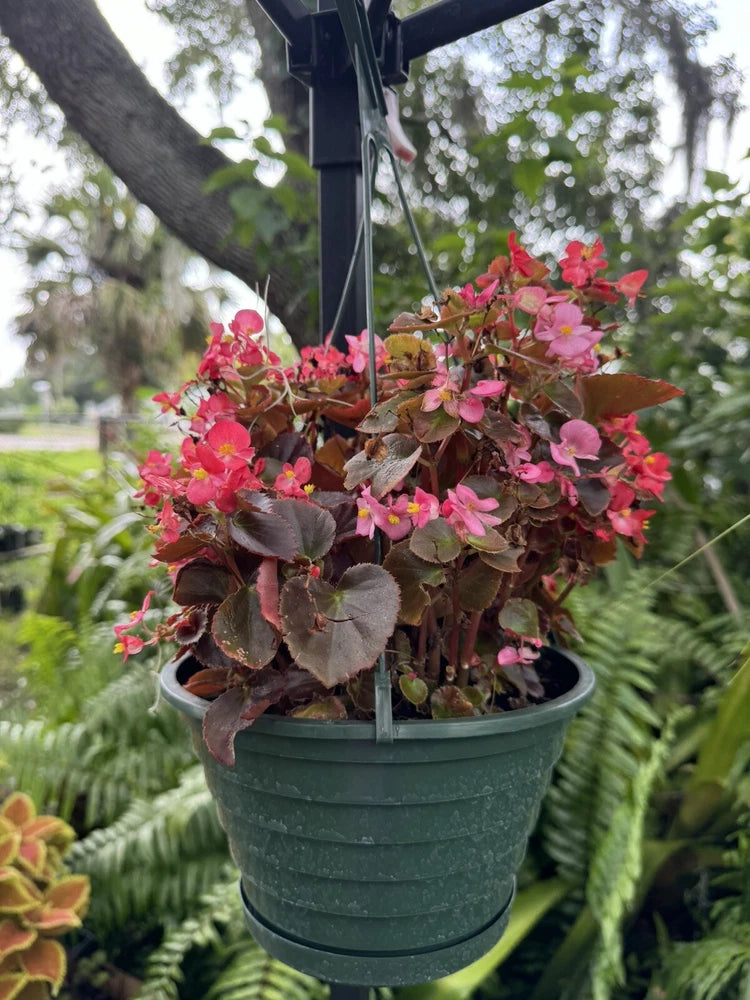 Pink wax begonia and orchid plant with dark leaves in hanging pot