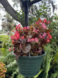 Wax begonia Plant Orchids