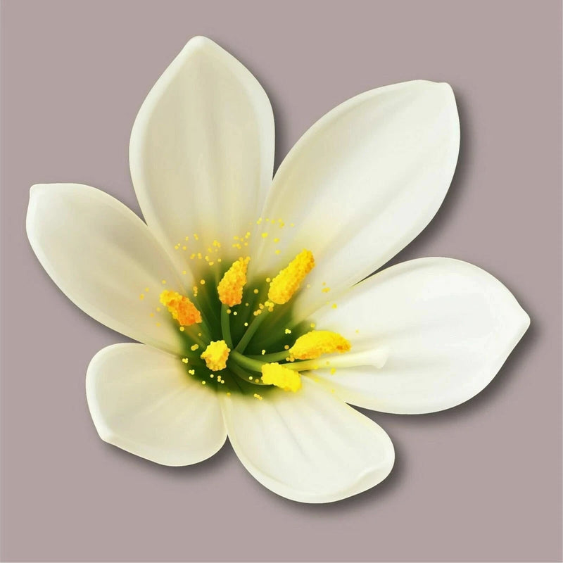 WHITE LILY FLOWER Sticker Decal XV Lily