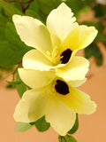 Bauhinia Tomentosa, rare yellow bell ORCHID TREE flowering bonsai plant 5 seeds Orchids