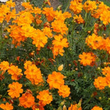 Cosmos Dwarf Orange Sulphur Seeds 100 Ct Flower Garden ANNUAL USA FREE S&H Garden Plants