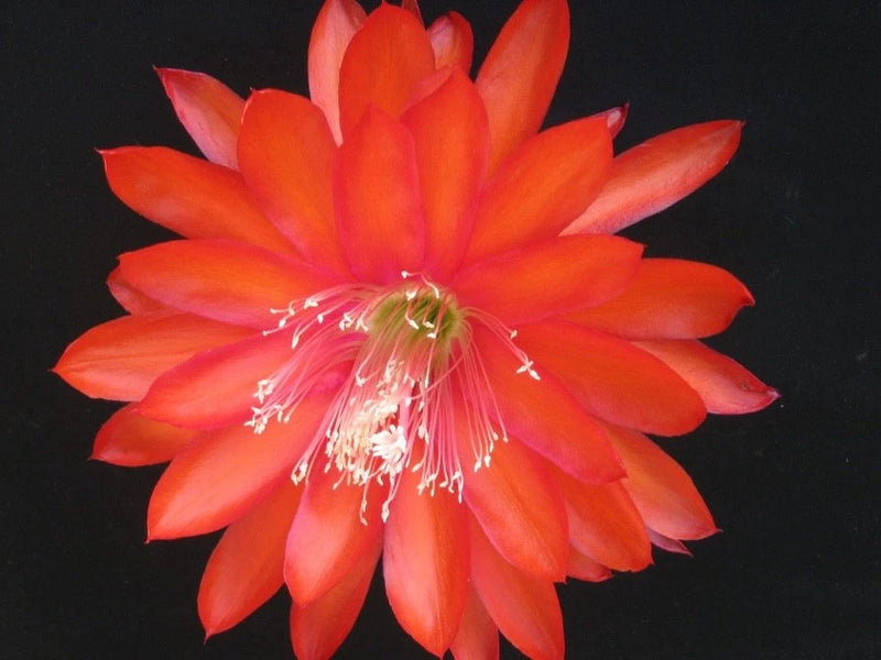 Orange-red orchid cactus flower with long white stamens
