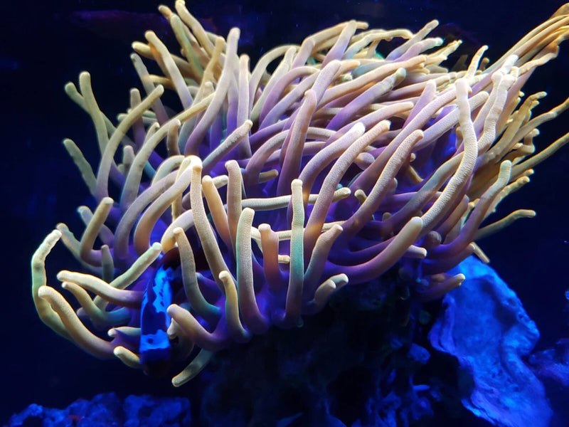Chicago Sunburst Anemone - WYSIWYG Anemone
