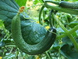 3 Marketmore Cucumber Plants in 4" Pot,  Vegetable GARDEN planting NON-GMO Garden Plants