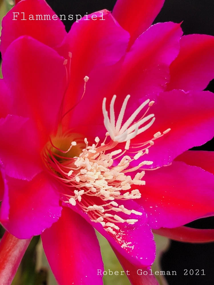 Orchid cactus flower with vivid magenta petals and white stamens, close-up bloom