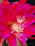 Epiphyllum 'Flammenspiel' Rooted Cutting - Rare Orchid Cactus Orchids