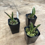 Laelia Briegeri ÔAniÕaniÕauÕ x ÔPaliliaÕ AM/AOS 2Ó Seedling Orchids